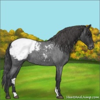 Horse Color:Blue Roan Snowcap 