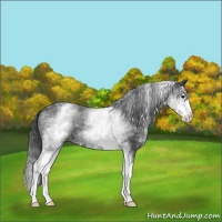 Horse Color:White Spotted Blue Roan Splash Varnish 
