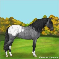 Horse Color:Blue Roan Appaloosa 
