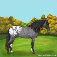 Horse Color:Blue Roan Appaloosa 