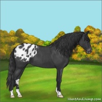 Horse Color:Blue Roan Appaloosa