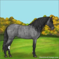 Horse Color:Blue Roan Varnish 