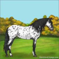 Horse Color:Blue Roan Appaloosa 