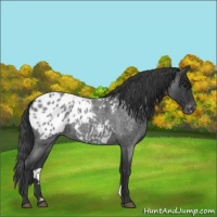 Horse Color:Blue Roan Appaloosa