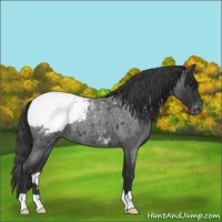 Horse Color:Blue Roan Snowcap 