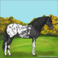 Horse Color:Blue Roan Tobiano Appaloosa