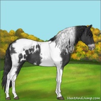 Horse Color:Blue Roan Splash Tobiano Frame Appaloosa 