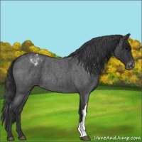 Horse Color:Blue Roan Varnish 