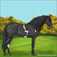Horse Color:White Spotted Blue Roan Varnish 