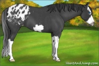 Horse Color:Blue Roan Splash Frame Appaloosa 