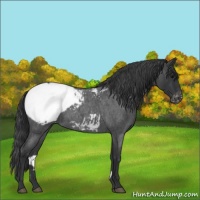 Horse Color:Blue Roan Snowcap 