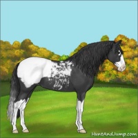 Horse Color:Blue Roan Splash Snowcap 