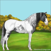 Horse Color:Blue Roan Splash Tobiano Appaloosa 