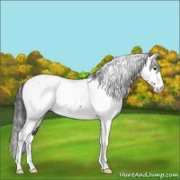 Horse Color:Blue Roan Splash Fewspot 