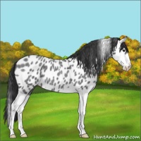 Horse Color:Blue Roan Splash Leopard 