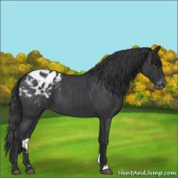 Horse Color:Blue Roan Appaloosa 