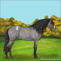 Horse Color:Blue Roan Appaloosa 