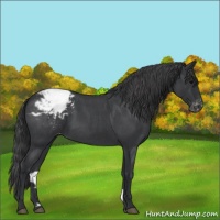 Horse Color:Blue Roan Appaloosa 