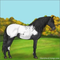 Horse Color:Blue Roan Near Fewspot 