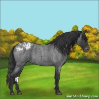 Horse Color:Blue Roan Appaloosa 