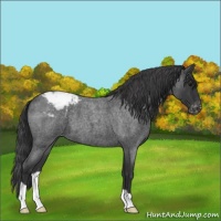 Horse Color:Blue Roan Varnish 