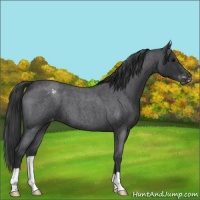 Horse Color:Blue Roan Appaloosa 