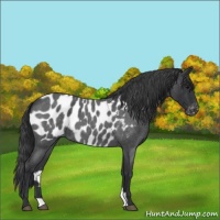 Horse Color:Blue Roan Appaloosa 