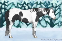 Horse Color:Black Splash Tobiano