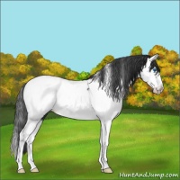 Horse Color:Blue Roan Splash Frame Appaloosa 