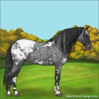 Horse Color:White Spotted Blue Roan Appaloosa 