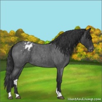 Horse Color:Blue Roan Varnish 