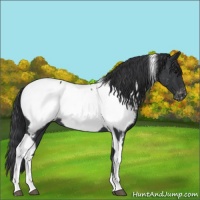 Horse Color:Blue Roan Tobiano Snowcap 