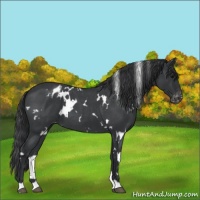 Horse Color:White Spotted Blue Roan Varnish 