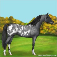 Horse Color:Blue Roan Appaloosa 