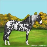 Horse Color:White Spotted Black Appaloosa 