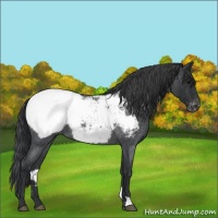 Horse Color:Blue Roan Appaloosa 