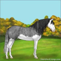 Horse Color:Blue Roan Splash Snowflake Varnish 