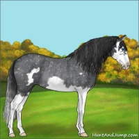 Horse Color:Blue Roan Splash Frame Snowflake Varnish Rabicano 
