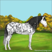 Horse Color:Blue Roan Splash Leopard