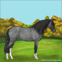 Horse Color:Blue Roan Appaloosa