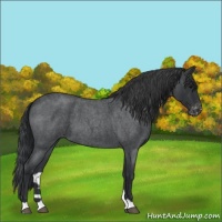 Horse Color:Blue Roan Appaloosa 