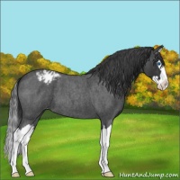 Horse Color:Blue Roan Splash Appaloosa