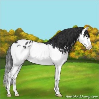 Horse Color:Blue Roan Splash Appaloosa 