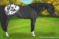 Horse Color:Blue Roan Varnish 