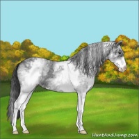 Horse Color:White Spotted Blue Roan Varnish 