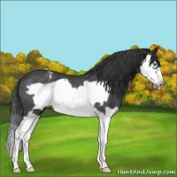 Horse Color:Blue Roan Splash Frame Appaloosa Rabicano