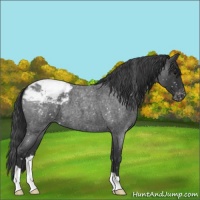 Horse Color:Blue Roan Appaloosa