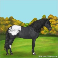 Horse Color:Blue Roan Snowcap 
