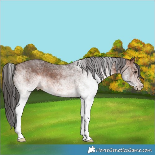 Horse Color:White Spotted Brown Rabicano 
