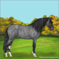 Horse Color:Blue Roan Appaloosa 